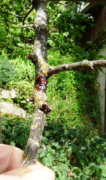 bacterial canker on peach